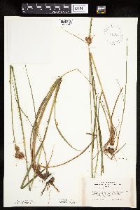 Eriophorum virginicum image