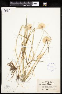 Eriophorum virginicum image