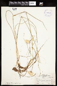 Eriophorum virginicum image