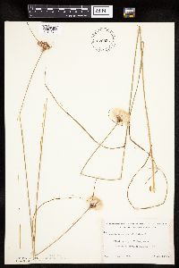Eriophorum virginicum image