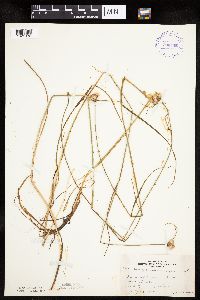 Eriophorum virginicum image