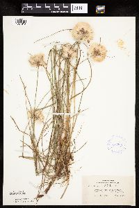 Eriophorum virginicum image