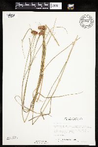 Eriophorum virginicum image