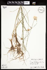 Eriophorum virginicum image