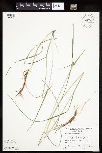 Eriophorum virginicum image
