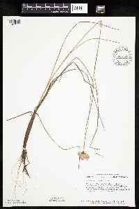 Eriophorum virginicum image