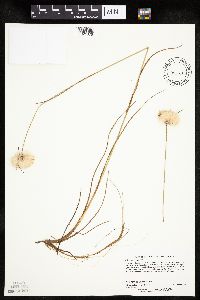 Eriophorum virginicum image