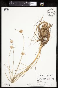 Eriophorum virginicum image
