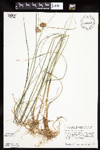 Eriophorum virginicum image