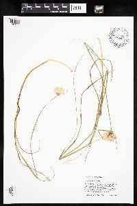 Eriophorum virginicum image