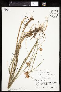 Eriophorum virginicum image