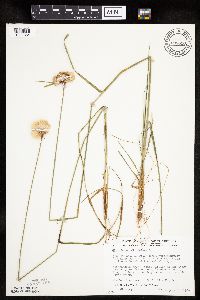 Eriophorum virginicum image
