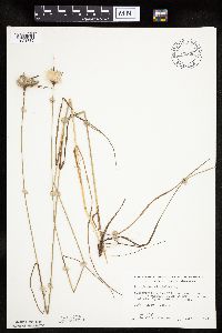 Eriophorum virginicum image