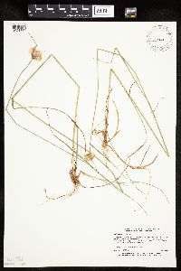 Eriophorum virginicum image