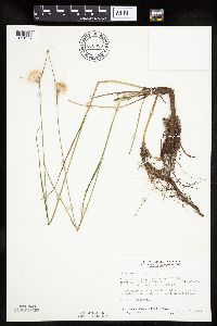Eriophorum virginicum image