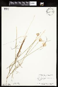 Eriophorum virginicum image