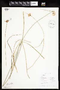 Eriophorum virginicum image