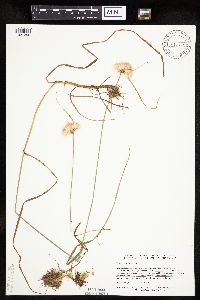 Eriophorum virginicum image