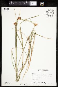 Eriophorum virginicum image