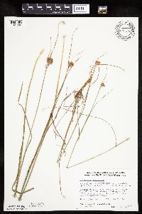 Eriophorum virginicum image