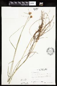 Eriophorum virginicum image
