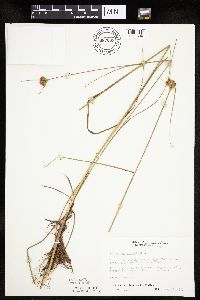 Eriophorum virginicum image