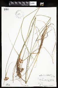 Eriophorum virginicum image