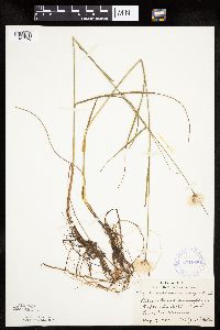Eriophorum virginicum image