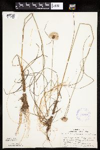 Eriophorum virginicum image