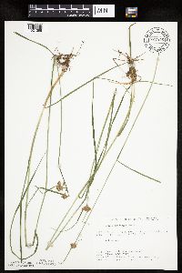 Eriophorum virginicum image