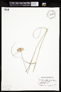 Eriophorum virginicum image