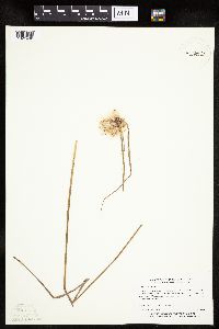 Eriophorum virginicum image