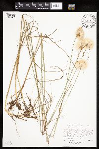 Eriophorum virginicum image