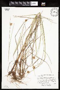 Eriophorum virginicum image