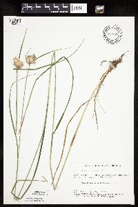 Eriophorum virginicum image