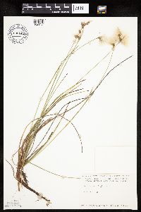 Eriophorum virginicum image