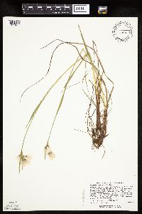 Eriophorum viridicarinatum image