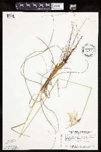 Eriophorum viridicarinatum image