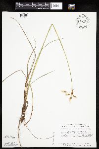 Eriophorum viridicarinatum image