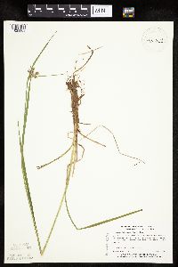 Eriophorum viridicarinatum image
