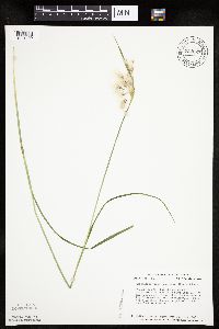 Eriophorum viridicarinatum image