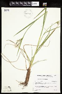 Eriophorum viridicarinatum image