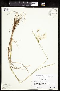 Eriophorum viridicarinatum image