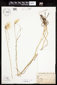 Eriophorum viridicarinatum image