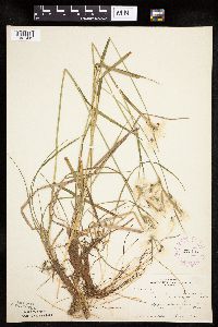 Eriophorum viridicarinatum image