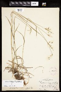 Eriophorum viridicarinatum image