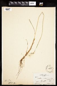 Eriophorum viridicarinatum image