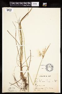 Eriophorum viridicarinatum image