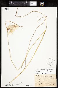 Eriophorum viridicarinatum image