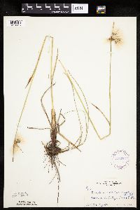 Eriophorum viridicarinatum image